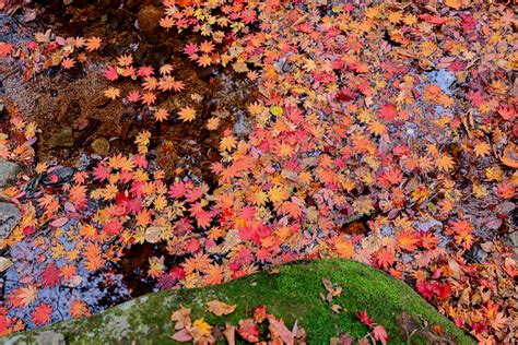 手機怎麼玩本溪紅尖